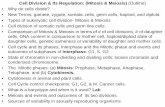Cell Division & Its Regulation: (Mitosis & Meiosis ...faculty.sdmiramar.edu/bhaidar/Bio 107 Documents/Lecture PowerPoints... · Cell Division & Its Regulation: (Mitosis & Meiosis)
