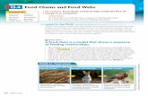13.4 Food Chains and Food Webs - Weeblyseedbiology2015.weebly.com/uploads/8/5/3/7/8537612/... · KEY CONCEPT Food chains and food webs model the flow of energy in an ecosystem. ...