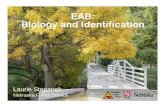 EAB: Biology and Identification - Wild Apricot Biology and... · City of Hamilton, California David Cappaert ... Art Wagner Washington State ... EAB Biology and Identification 2014
