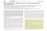 The fungal dimension of biological invasionsnature.berkeley.edu/garbelotto/downloads/Desprez2007.pdf · We suggest that the fungal dimension of biological invasions deserves ... CBC