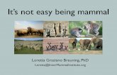 It's not easy being mammal - Psychology Today: …€¦ · But it’s not easy being mammal. ... as if your life depended on it because ... Your brain feels good when you boost yourself