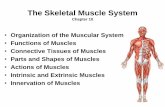 The Skeletal Muscle System - Glendale Community …web.gccaz.edu/~phipd16661/Chap10_Muscle.pdf · Series Elastic Components of the Musculoskeletal System •Connective tissue layers