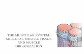 THE MUSCULAR SYSTEM: SKELETAL MUSCLE TISSUE …anatomy.plcnet.org/files/Lectures/English_1_2/2017/lecture muscle... · Gross Anatomy •muscle is wrapped in a protective fascia -fascia