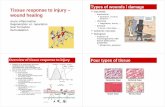 Tissue response to injury wound healing20... · Overview of tissue response to injury healing is a sequential process leading to the resurfacing, reconstitution and restoration of