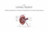 C26 Urinary System - mc3cb.com · Urinary System (Slides Matched to Science Department Lecture Objectives) Review of Anatomy. Female Urethra • 3 to 4 cm long • bound to anterior