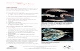 Diseases of crustaceans Viral diseases—White spot diseaselibrary.enaca.org/Health/FieldGuide/pdf/White spot disease.pdf · White spot disease in giant black tiger prawn (Penaeus