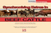 BEEF CATTLE - alec.unl.edu · Synchronization products control the estrous cycle in beef cattle by influencing structures present on the ovary. • Prostaglandins regulate a …