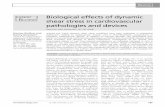 Biological effects of dynamic shear stress in ...€¦ · Biological effects of dynamic shear stress in cardiovascular pathologies and devices ... Investigating biological effects
