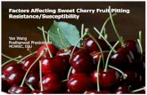 Factors Affecting Sweet Cherry Fruit Pitting Resistance ... · Factors Affecting Sweet Cherry Fruit Pitting Resistance/Susceptibility Yan Wang Postharvest Physiologist MCAREC, OSU