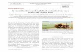 Denitrification and nutrient assimilation on a restored ... · oyster reef restoration projects in the Chesapeake Bay, divers collected oyster clumps from the sur-rounding area and