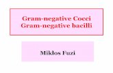 Gram-negativeCocci Gram-negative bacillisemmelweis.hu/mikrobiologia/files/2014/05/FGM_2013-2014-1-08_.pdf · Gram-negative bacilli MiklosFuzi. Neisseria. Pyogenic Cocci GRAM - Aerobic:Oxidase