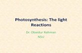 Photosynthesis: The light Reactions - BBT308: Plant ...plantbiochemistryorr.weebly.com/.../7/24077274/photosynthesis_light... · Photosynthesis Takes Place in Complexes Containing