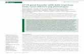 CFTR gene transfer with AAV improves early cystic … Publications/Pub.4.pdf · fer of CFTR improves the early CF phenotypes of acidic ASL pH and bacterial killing defects in a relevant