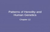 Patterns of Heredity and Human Genetics - Amazon S3s3.amazonaws.com/scschoolfiles/136/ch_12.pdf · Patterns of Heredity and Human Genetics Chapter 12 . Mendelian Inheritance of ...