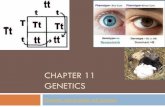 Chapter 11 GENETICS - chs.helenaschools.org · CHAPTER 11 GENETICS Genetic discoveries 45 minutes. 11.1 The Work of Gregor Mendel Genetics = the study of heredity (passing down of