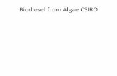 Biodiesel from Algae CSIRO - College of Agriculture … content as for some microalgae grown under nutrient- sufficient conditions Ch/ore/la emersonii Chlorella minutissima Chlorella