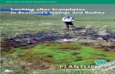 Looking after bryophytes in Scotland’s springs and … · BACK FROM THE BRINK MANAGEMENT SERIES 3 BACK FROM THE BRINK MANAGEMENT SERIES Looking after bryophytes in Scotland’s