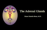 The Adrenal Glands - Columbia University · The Adrenal Glands Diane Hamele-Bena, M.D. I. Normal adrenal gland: Gross and microscopic features II. Hypoadrenalism III. Hyperadrenalism