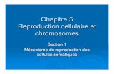 Chapitre 5 Reproduction cellulaire et chromosomesherhcomeau.weebly.com/uploads/2/6/9/0/26904295/reprod_6.pdf · membrane cellulaire. La cellule se divise en 2 nouvelles cellules avec