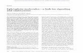 Eph/ephrin molecules—a hub for signaling and endocytosisgenesdev.cshlp.org/content/24/22/2480.full.pdf · REVIEW Eph/ephrin molecules—a hub for signaling and endocytosis Mara