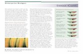 Enterprise Budget: Sweet Corn - extension.iastate.edu · Enterprise Budget: The mutation in sweet corn causes it to produce more sugar than field corn mak-ing it popular for human