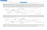 TRIGLIDAE - Department of Fisheries | MOBILE Version · TRIGLIDAE Gurnards, sea robins (also, armoured gurnards, armoured sea robins) by W.J. Richards ... Family Triglidae. Meteor