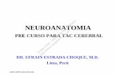 Martín NEUROANATOMIA PRE CURSO PARA TAC …dragodsm.com.ar/pdf/dragodsm-seccion-neurociencias-neuroanatomia... · diencefalo. cerebro medio o mesencefalo: pedunculos cerebrales y