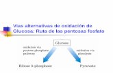 Vias alternativas de oxidación de Glucosa: Ruta de las ... · hexosas y una triosa a partir de tres pentosas C5 + C5 C3 + C7 Transcetolasa C3 + C7 C6 + C4 ... Regulación Ruta de