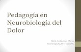 Pedagogía en Neurobiología del Dolor - lmee-svmt.org · puntos gatillo bloqueo inestabilidad escoliosis asimetría ... síndrome facetario percepción biología aprendizaje plasticidad