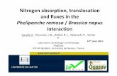 Nitrogenabsorption, translocation and fluxes in the … · Nitrogenabsorption, translocation and fluxes in the Phelipancheramosa / Brassicanapus interaction Gaudin Z ., Pouvreau J-B.,