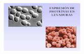 EXPRESIÓN DE PROTEÍNAS EN LEVADURASbiotecnologiaindustrial.fcen.uba.ar/.../2010/04/...levaduras-2013.pdf · SUC2: invertasa PHO5: fosfatasa ácida ... biofarmaceútica producida