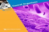 ms - Inicio | Labocentrolabocentro.com/hardy/pdf/mblsell.pdf · Acinetobacter baumannii ATCC ... Acinetobacter iwoffii ATCC ...