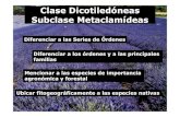Clase Dicotiledóneas Subclase Metaclamídeassistematicavegetal.weebly.com/uploads/8/0/5/2/8052174/clase_13.1... · Clase Dicotiledóneas Subclase Metaclamídeas Diferenciar a las