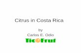 Citrus in Costa Rica · Citrus in Costa Rica by Carlos E. Odio. ... Costa Rica has the richest poor people and the poorest rich people in all Latin America. August 2008. TicoFrut