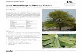 ID-84: Iron Deficiency of Woody Plants · Magonia Magnolia Oak (black & white groups) Quercus Pine (white) Pinus Rhododendron Rhodoendron Sweetgum Liquidamber Symptoms The most common