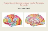 Anatomia del Sistema Limbico e della Corteccia …emdr.it/area-riservata/AnatomiadelSistemaLimbicoedellaCorteccia... · Anatomia del Sistema Limbico e della Corteccia Cerebrale AREE