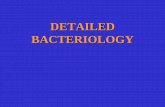 RÉSZLETES BAKTERIOLÓGIA - Isemmelweis.hu/mikrobiologia/files/2014/10/FoD_04a.pdf · Classification of bacteria • Gram positive / Gram negative * • Shape: coccus, rod (even or