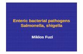 Enteric bacterial pathogens Salmonella, shigellasemmelweis.hu/mikrobiologia/files/2014/05/FGM_2013-2014-1-10_.pdf · Salmonella-Shigella agar • Selective and differentiating medium