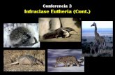 Conferencia 3 Infraclase Eutheria (Cont.)cmas.siu.buap.mx/portal_pprd/work/sites/biologia/resources... · Algunas elementos que han desaparecido: •Pelo ... los músculos y el animal