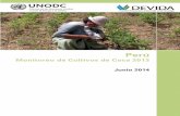 Monitoreo de Cultivos de Coca 2013 - unodc.org · and was the third in importance after Cusco and Ayacucho, while in 2013 after intense eradication and post-eradication efforts in