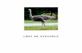 CRIA DE AVESTRUZ - actiweb.es · INTRODUCCIÓN Y BASE ANIMAL Antecedentes Históricos Originario de Asia, el avestruz tras diversas migraciones se asentó en el continente africano,