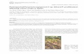 First report of Fusarium oxysporum f. sp and F … · First report of Fusarium oxysporum f. sp. lilii and F. proliferatum affecting Lilium crops in Spain Ana Maria Prados ... Etiologia,