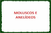 MOLUSCOS E ANELÍDEOS - Cursinho TRIU · MOLUSCOS (Latim: mollis) •Simetria bilateral •Celomados •Triblásticos •Não segmentados Características gerais