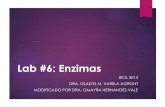 Lab #6: Enzimas · lab #6: enzimas biol 3013 dra. gladys m. varela agront modificado por dra. omayra hernÁndez-vale