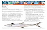 Grey mackerel - GBRMPA€¦ · 2 Vulnerability assessment: Medium, particularly the potential for localised depletion of spawning aggregations. •Grey mackerel are sought after by