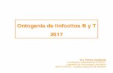 Ontogenia de linfocitos B y T 2017 - fmed.uba.ar · Ontogenia de linfocitos B y T 2017 Dra. Romina Gamberale Investigador Independiente CONICET Laboratorio de Inmunología Oncológica