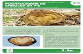 CARTILLA Podredumbre de árboles eN Pie - ainfo.inia.uy · CARTILLA Nº41 Sebastián Martínez. Programa Nacional de Investigación en Producción de Arroz. ... Árbol de E. globulus
