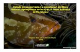 Estado de conservación y explotación del Mero Nassau ... of Nassau Grouper in... · Honduras se está quedando atrás de sus vecinos en la región y de los países a través del