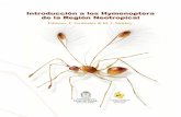 Introducción a los Neotropical - DIGITAL.CSIC: Homedigital.csic.es/bitstream/10261/79928/1/NievesAldreyFONTFERN2006-2... · – 39 – Introducción a los Hymenoptera de la Región