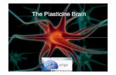 The Plasticine Brain - Barcelona · (Microsoft PowerPoint - Presentaci\363_cervell_plastilina_eng [Modo de compatibilidad]) Author: pato Created Date: 7/17/2012 4:39:37 PM ...